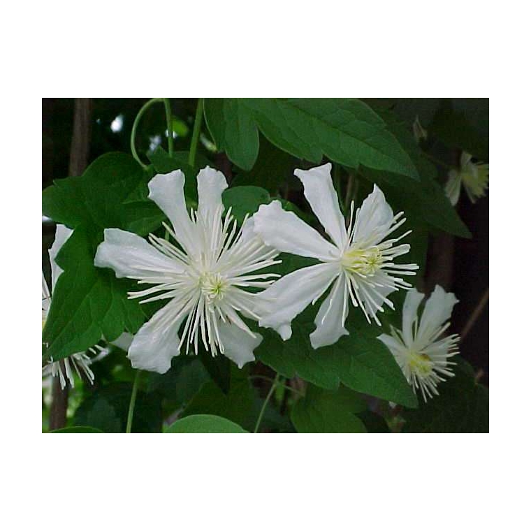 Clematis'Paul Farges' 